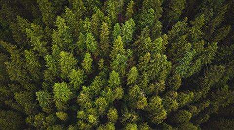 Partner Spotlight: Trees For The Future