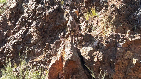 A majestic mountain goat standing on a rocky cliff, surrounded by rocky terrain and sparse vegetation.