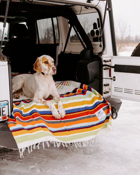 Dog relaxing on a colorful striped blanket in the back of a vehicle, showcasing comfort and outdoor adventure.