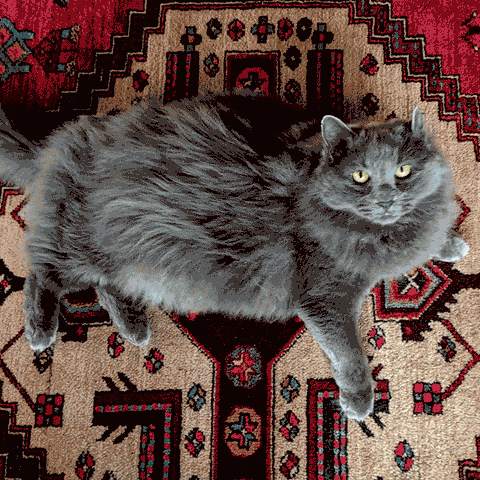 A fluffy gray cat lying on an intricate patterned rug, showcasing its vibrant green eyes.