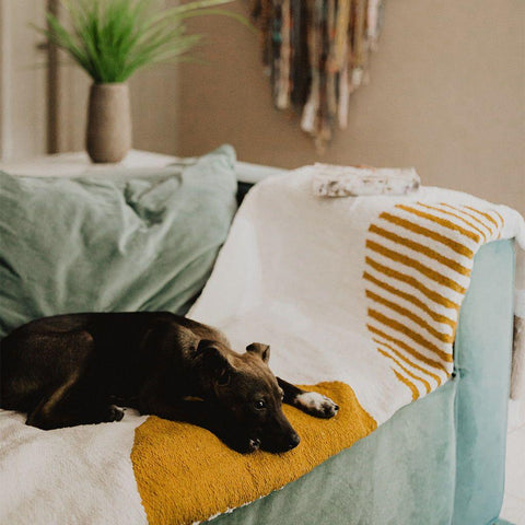 Cozy dog relaxing on a handwoven Horizon Blanket with striped design, made from 100% recycled materials by Trek Light.