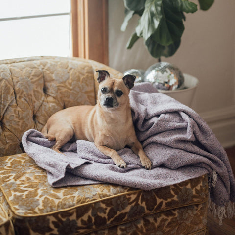 Charming dog lounging on vintage couch with a cozy Trek Light blanket, next to a potted plant and sparkly decorations.